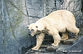 Zoo KBH 1998 0014